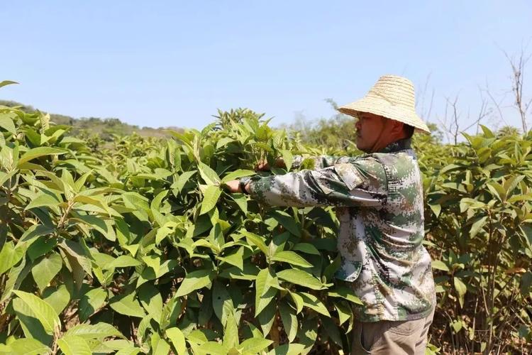 黎族的种植方法-黎族植物图片