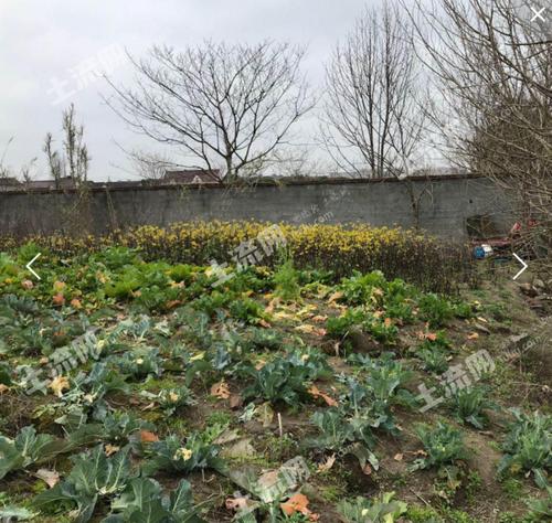 上海种植土地出租最新信息-上海土地适合种植什么