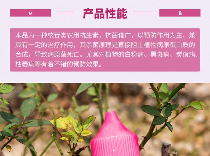 花卉夏季疾病预防知识内容-预防花卉生病用什么药