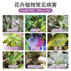 花卉夏季疾病预防知识内容-预防花卉生病用什么药