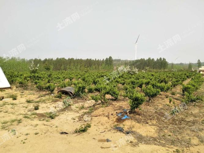 青岛种植用地转让信息最新-青岛苗圃转让