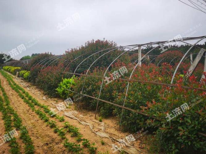 青岛种植用地转让信息最新-青岛苗圃转让