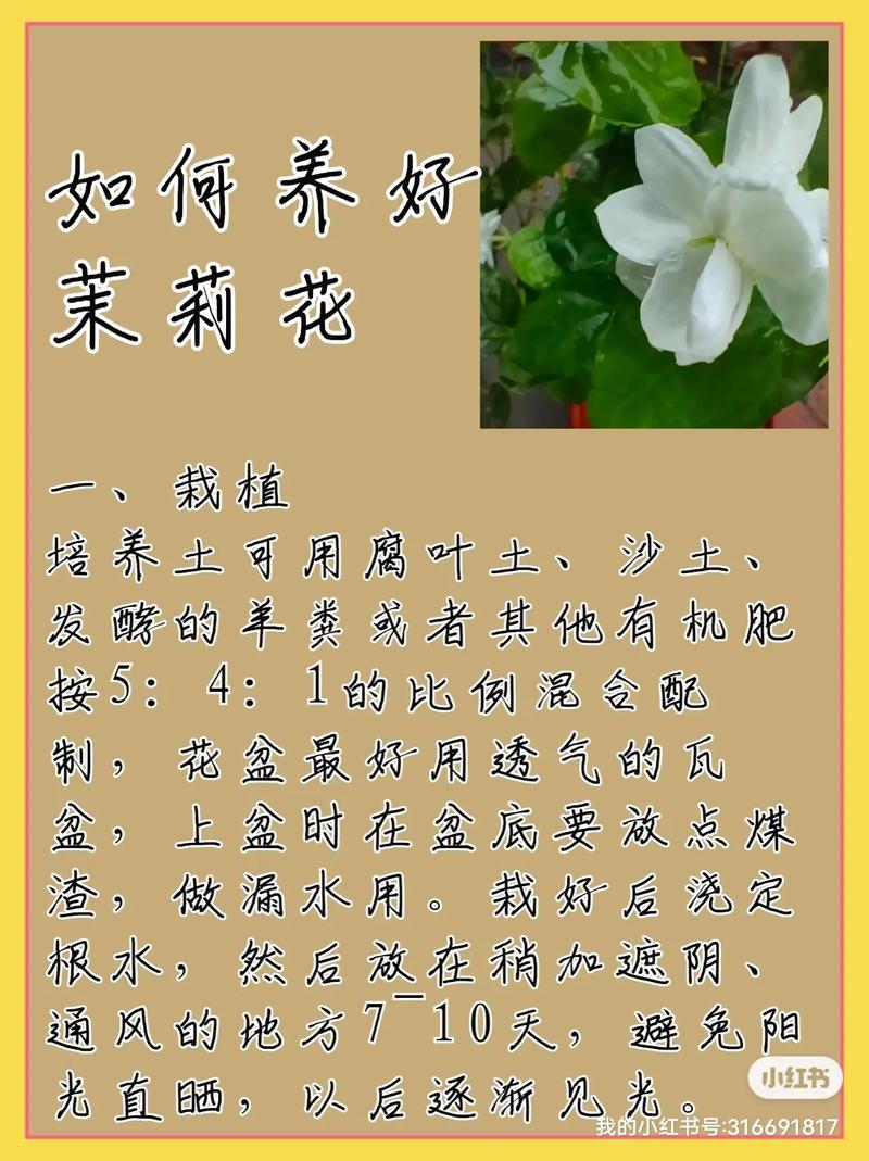 茉花卉养护小知识，花卉茉莉养殖方法