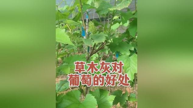 草木灰可以种植葡萄吗，草木灰可以种植葡萄吗视频