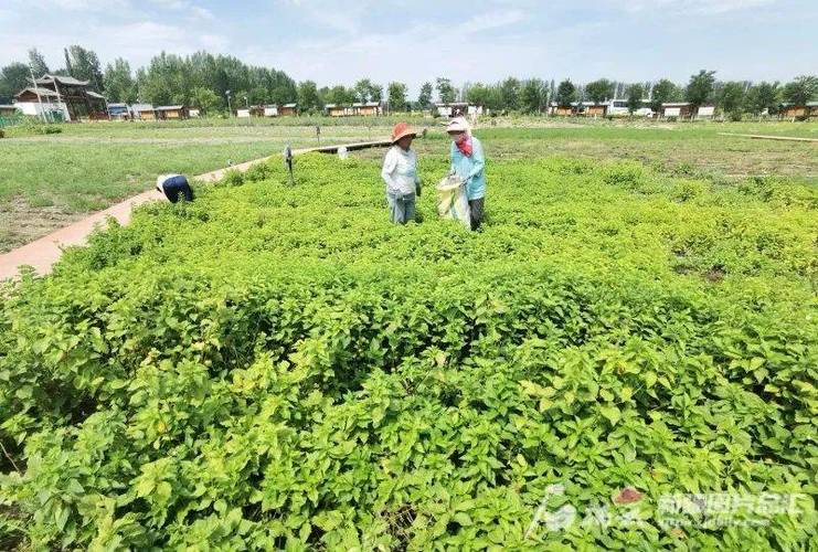 川原万草木是种植地方吗，