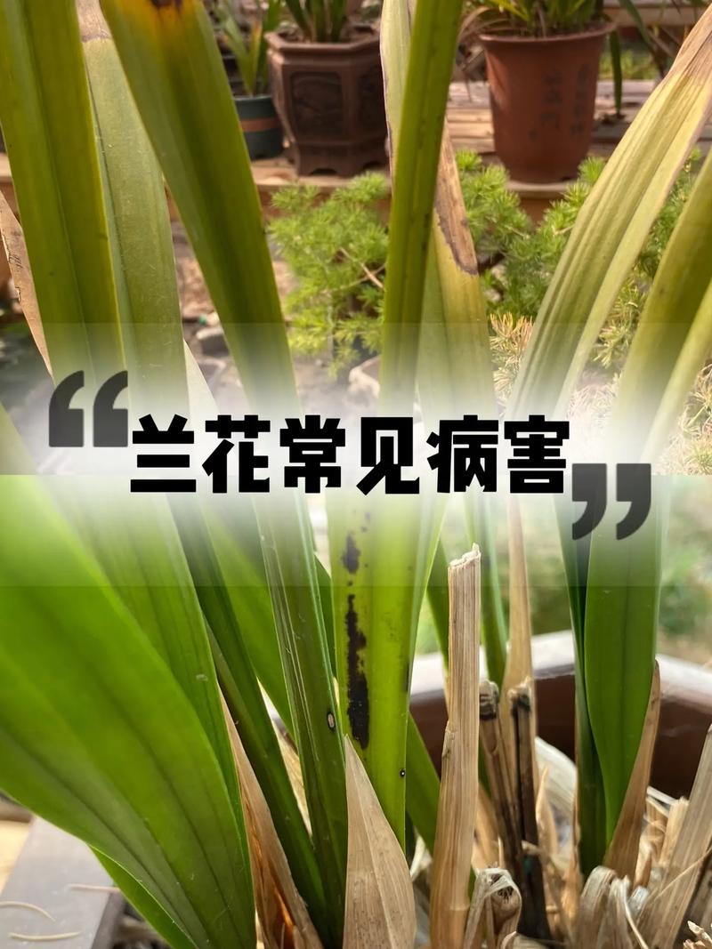 花卉疾病及防治知识，花卉疾病及防治知识培训