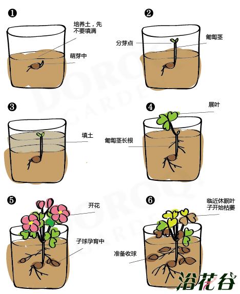 草木种植技巧和方法有哪些，草木种植技巧和方法有哪些呢