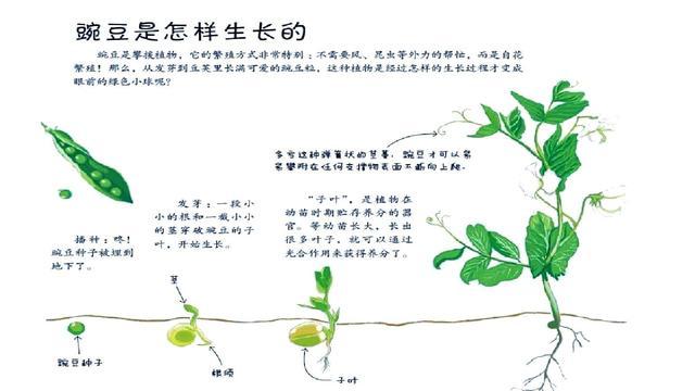 豆角种植方法，豆角种植方法步骤