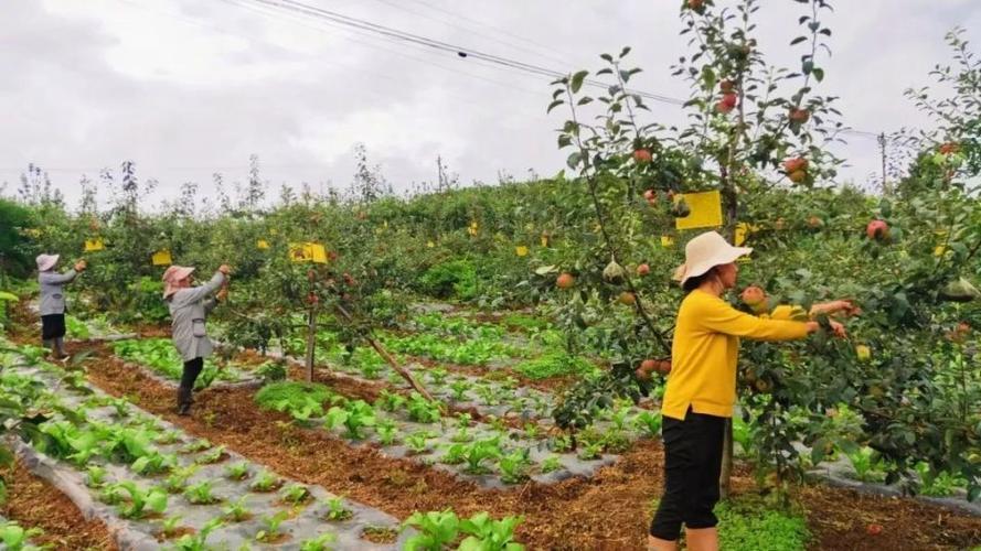 苹果种植方法，苹果种植方法与步骤