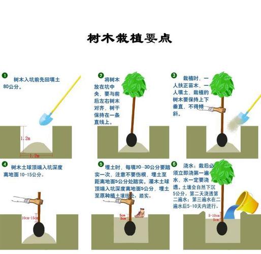 树苗种植方法，树苗种植方法步骤