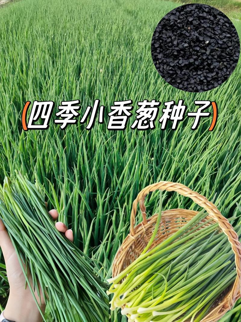 香葱种植方法，四季香葱种植方法