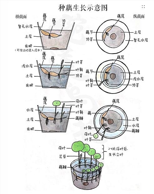 水荷叶养殖方法，水荷叶养殖方法视频