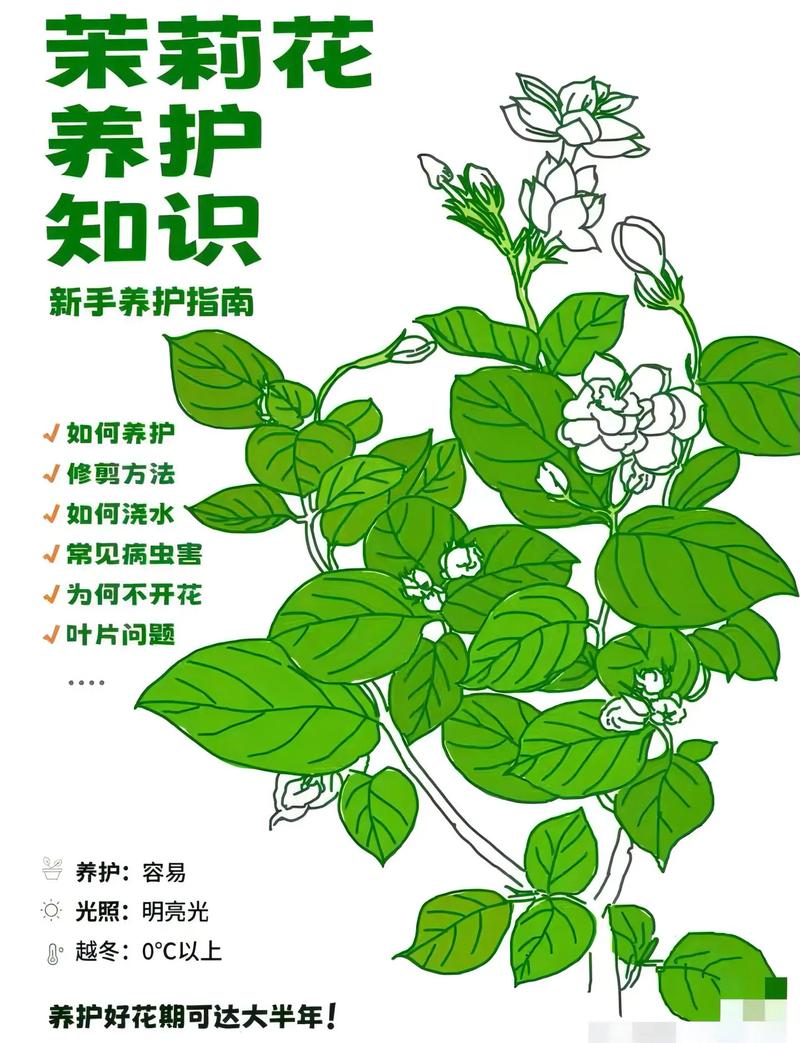 茉莉种植方法，茉莉种植方法和时间