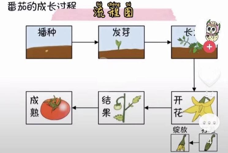 小番茄种植方法，小番茄种植方法和时间