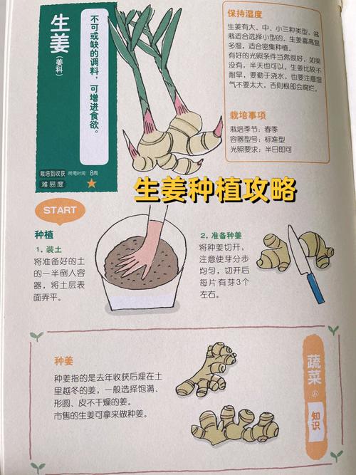 种植姜的方法，种植姜的方法和肥料