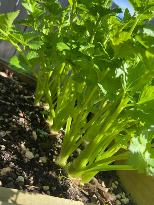 芹菜需要草木灰种植吗，芹菜需要草木灰种植吗视频