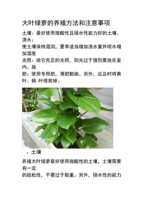 绿萝种植方法，绿萝种植方法和注意事项