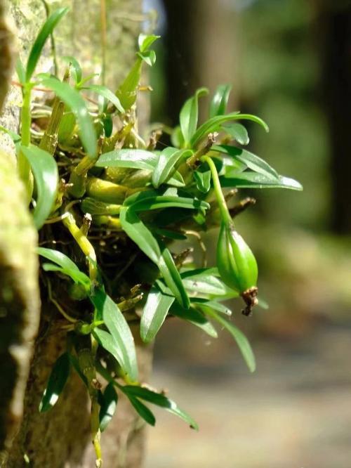 种植石斛的方法，种植石斛的方法和注意事项