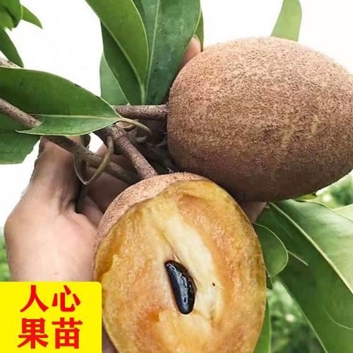 吴凤柿种植方法-吴凤柿图片