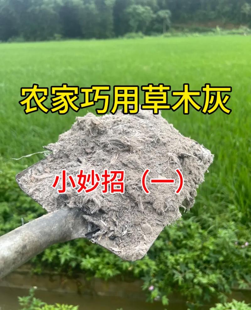 种植大葱小妙招草木灰，栽大葱用草木灰好吗