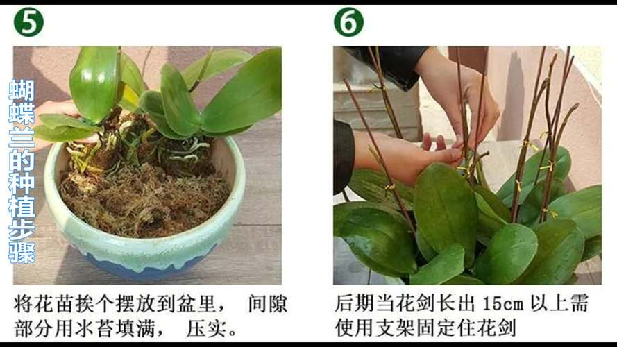 蝴蝶兰种植方法，蝴蝶兰种植方法全过程