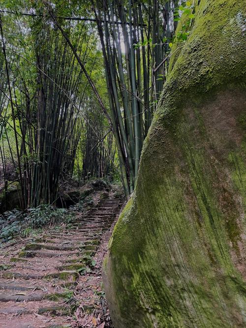 大理古城山林草木种植面积多少，大理古城山林草木种植面积多少亩