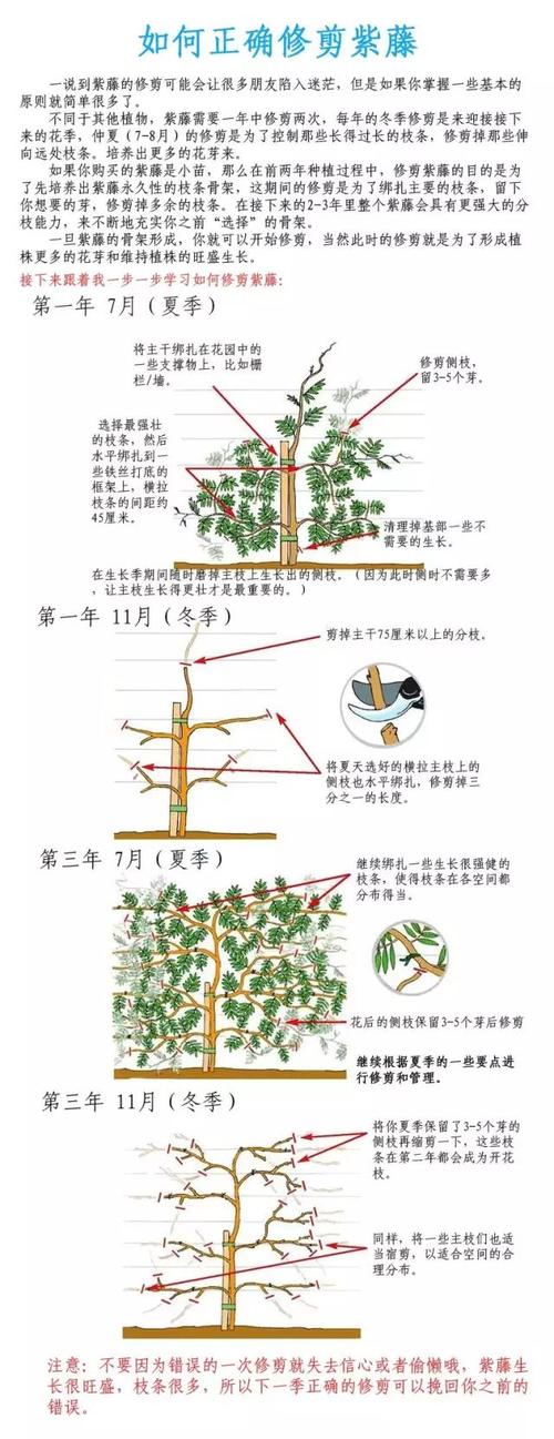 紫藤种植方法，紫藤种植方法和时间