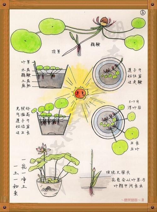 莲子种植方法，莲子种植方法图解视频