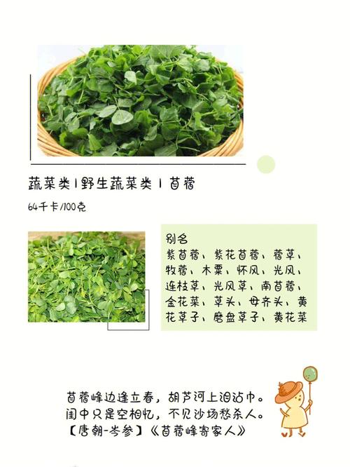 苜蓿种植方法，苜蓿种植方法和时间