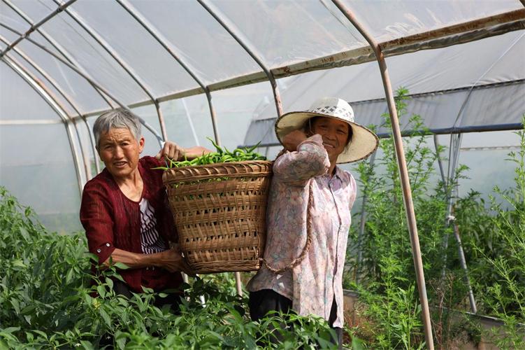 遂宁种植大户信息，遂宁大棚蔬菜基地在哪里