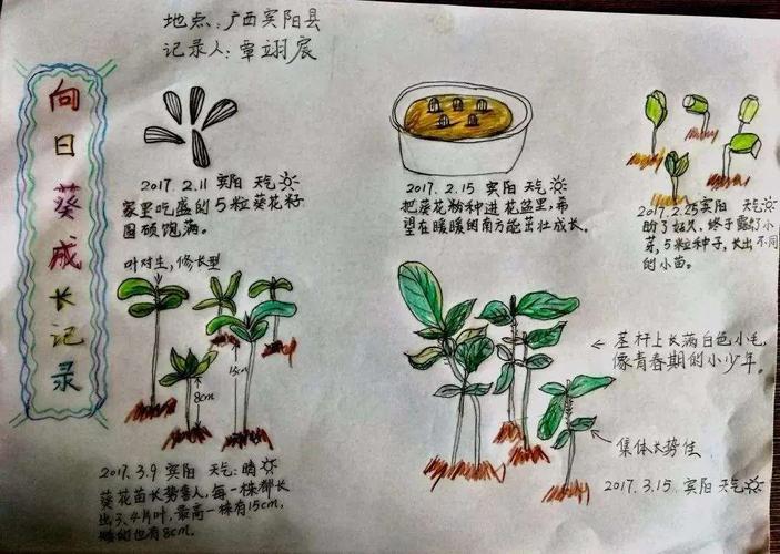 芹芽种植方法-芹芽种植方法和技术