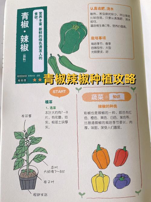 阳台辣椒种植方法，阳台辣椒种植方法和时间