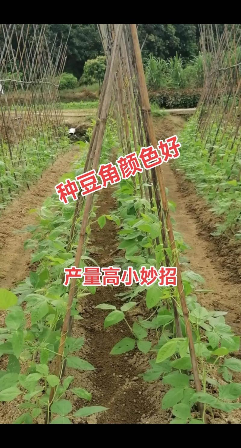 豆角怎么种植方法，豆角怎么种植方法如下