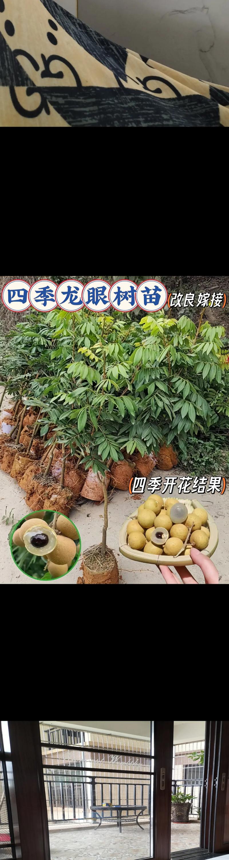 龙眼的种植方法，龙眼的种植方法与技术