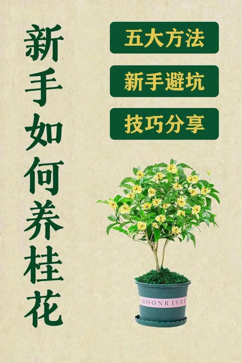 桂花树种植方法，桂花树种植方法和注意事项