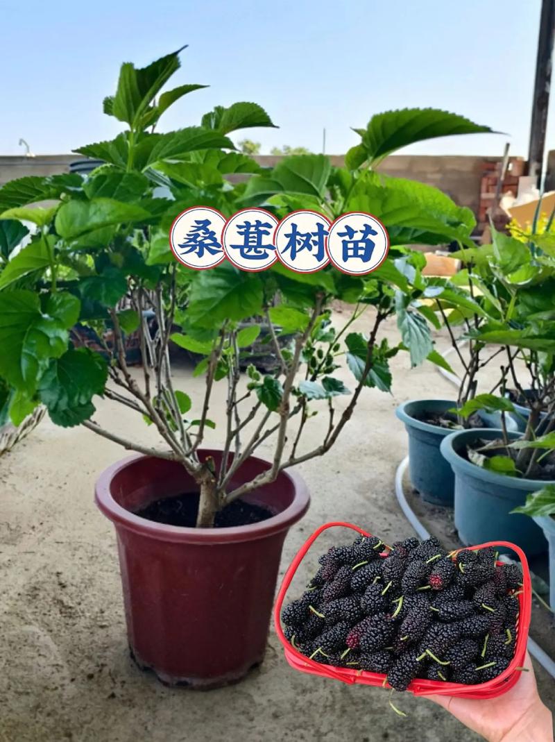 桑葚的种植方法，桑葚的种植方法和技术