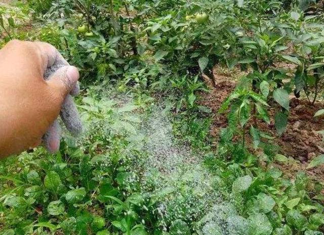 西瓜种植能用草木灰肥料吗，西瓜种植能用草木灰肥料吗视频