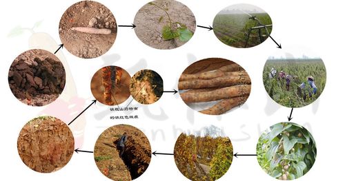 山药怎么种植方法，山药怎么种植方法视频