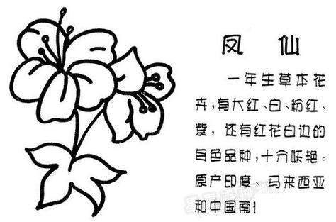 花卉知识凤仙花，花卉知识凤仙花怎么画