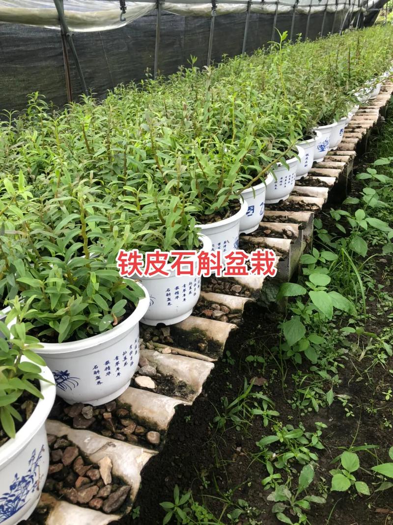 石斛养殖种植方法，石斛养殖种植方法视频