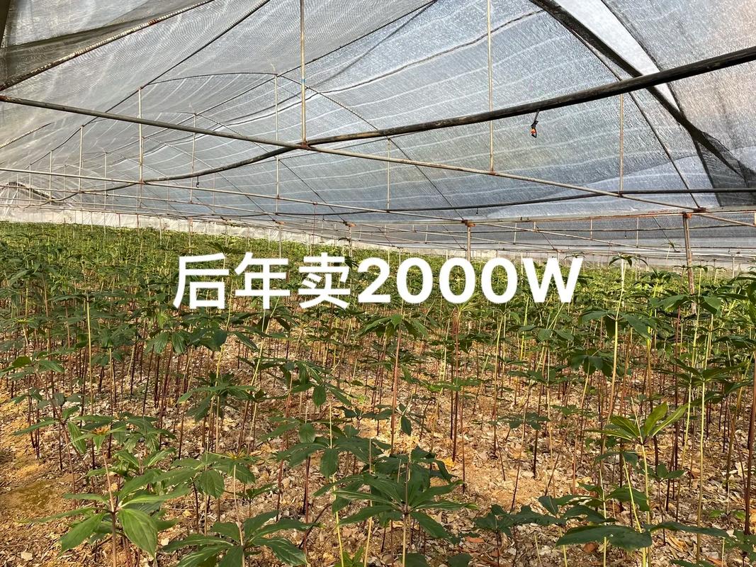 重楼种植致富信息，重楼种植致富信息怎么写