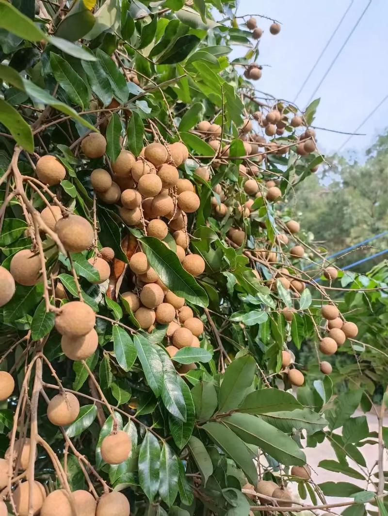 种植龙眼的方法，种植龙眼的方法视频