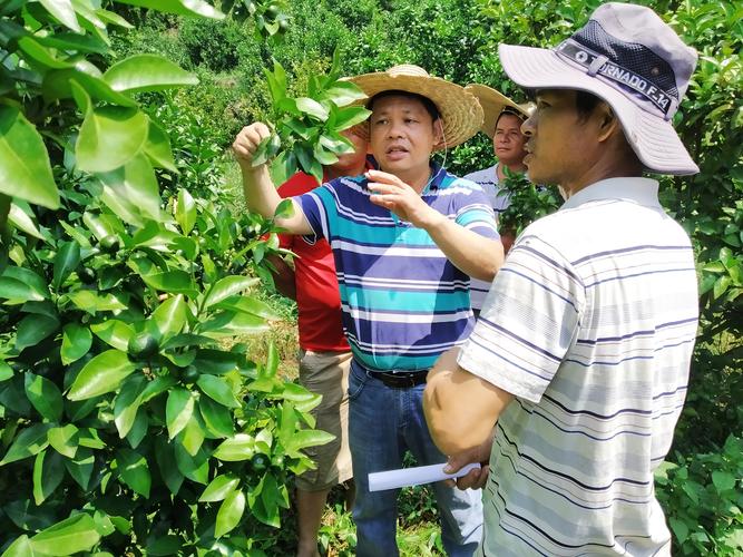 水果种植培训信息，水果种植培训信息简报