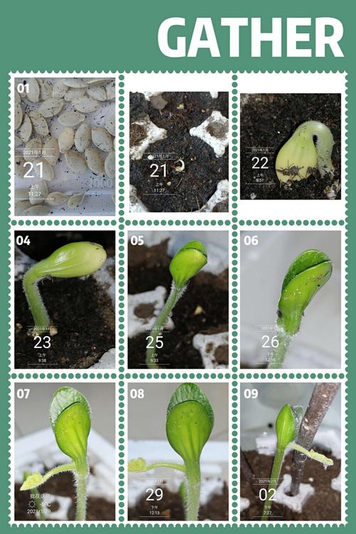 葫芦种植子信息，葫芦种子种植