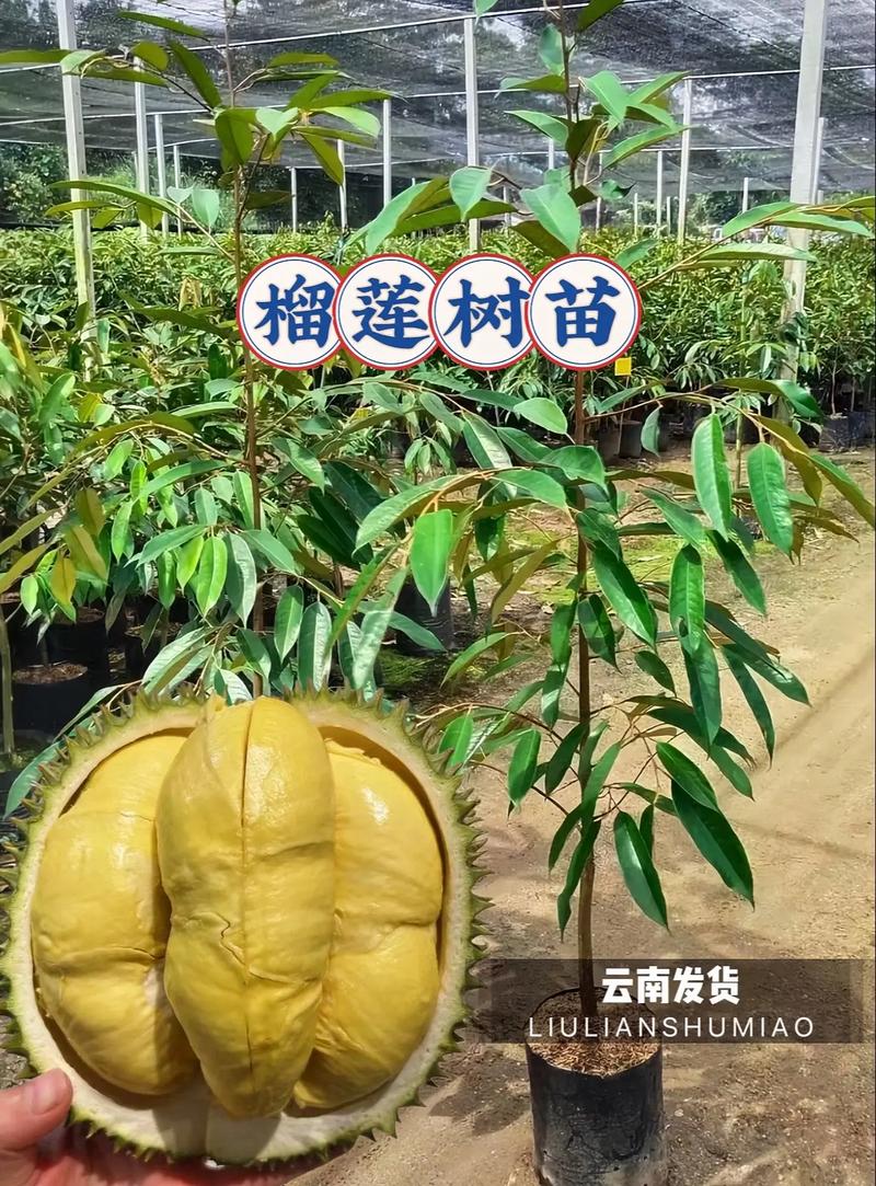 老挝榴莲种植地出售信息-老挝榴莲种植地出售信息最新