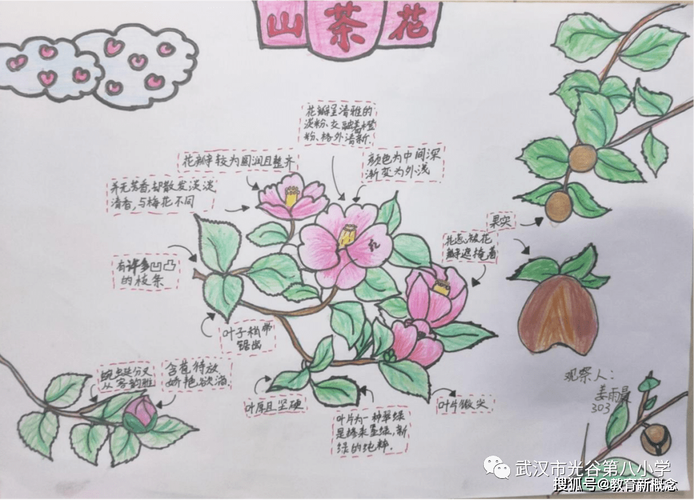 花卉知识手抄报山茶花-山茶花手绘图