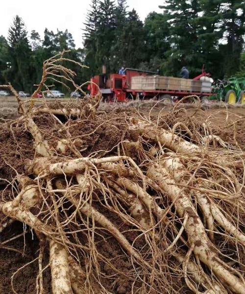 西洋参种植方法，西洋参种植方法与时间