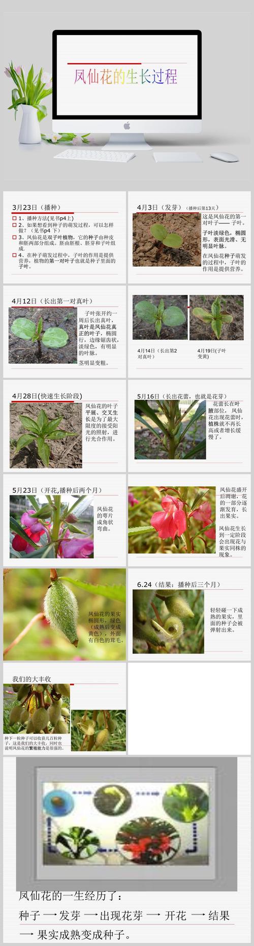 凤仙花种植方法，凤仙花种植方法和注意事项