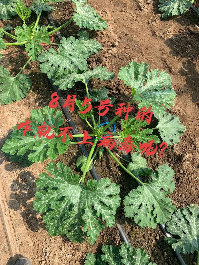 西葫芦的种植方法，西葫芦的种植方法和管理技术