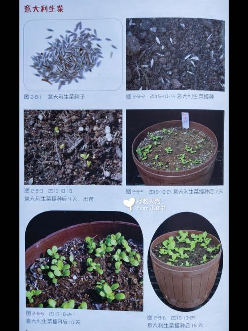 生菜怎么种植方法，生菜怎么种植方法家里视频